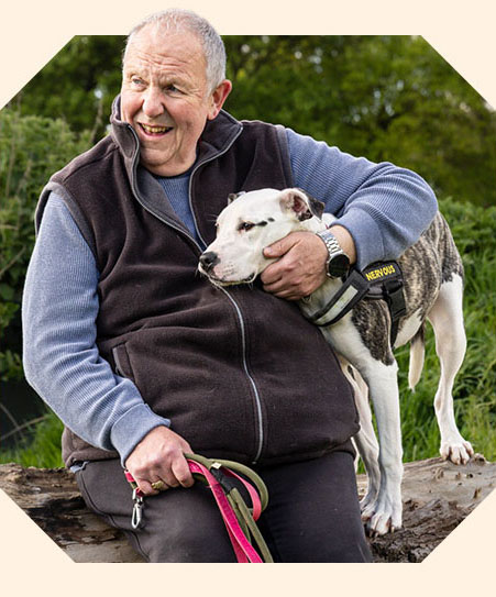 A juvenile dog sat by their owners wearing a yellow and black harness.