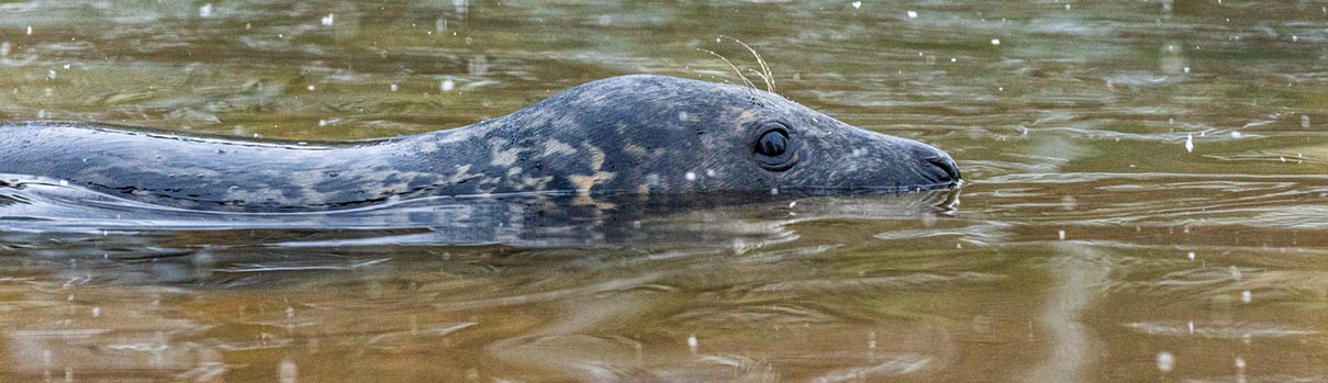 Seal swimming in water