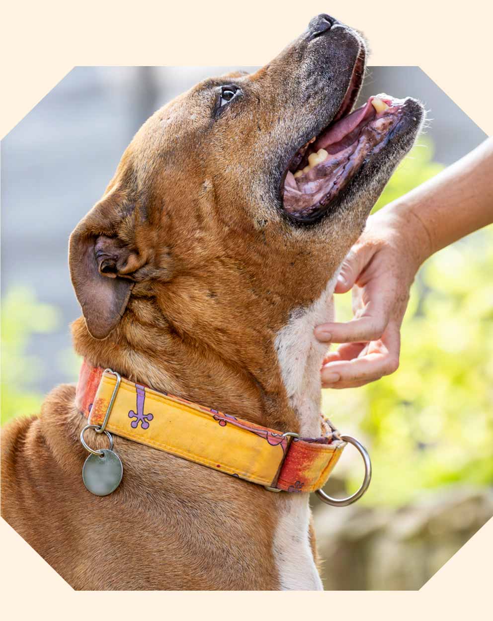 A large brown pitbull cross being pet under the chin.