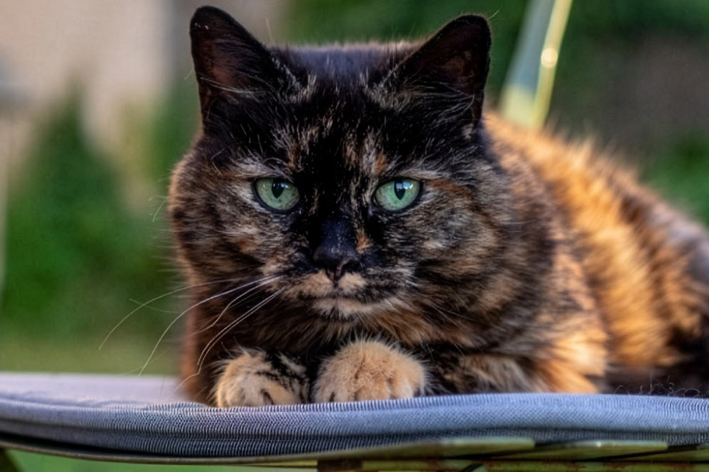 A brown and orange tortoiseshell cat laying down on an outdoor chair.