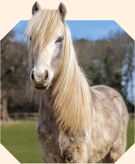 A greyish-white horse with a long blonde mane standing in a grassy field.