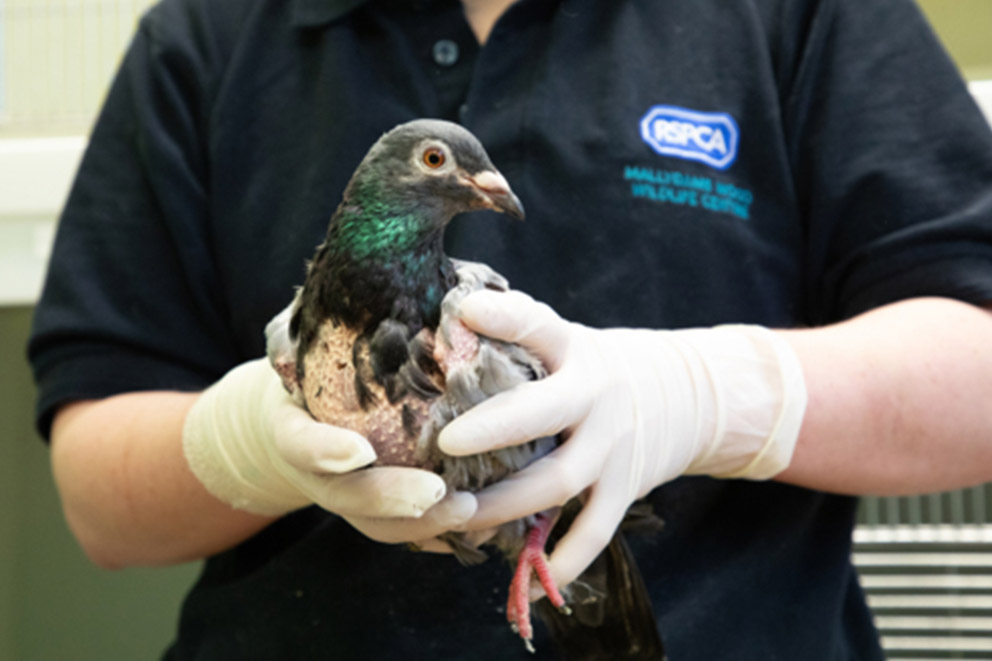 A wildlife rescue worker wearing white gloves holds a pigeon who has feather loss on their chest.