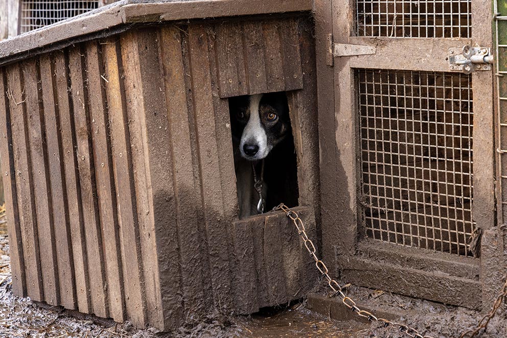 Dog looking out from inside a chained wooden kennel in muddy conditions.