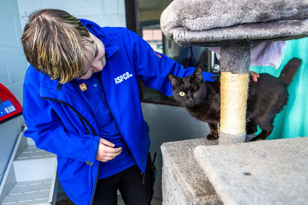 An RSPCA animal rescue volunteer strokes a black cat beside a cat tree.