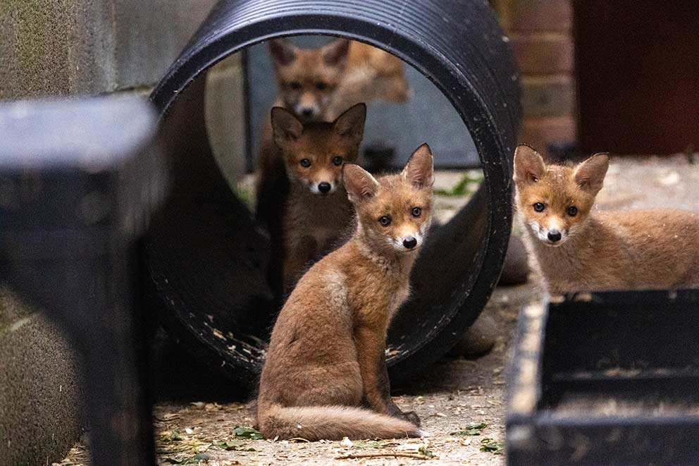 Four fox cubs gathered around and inside a large black tunnel.