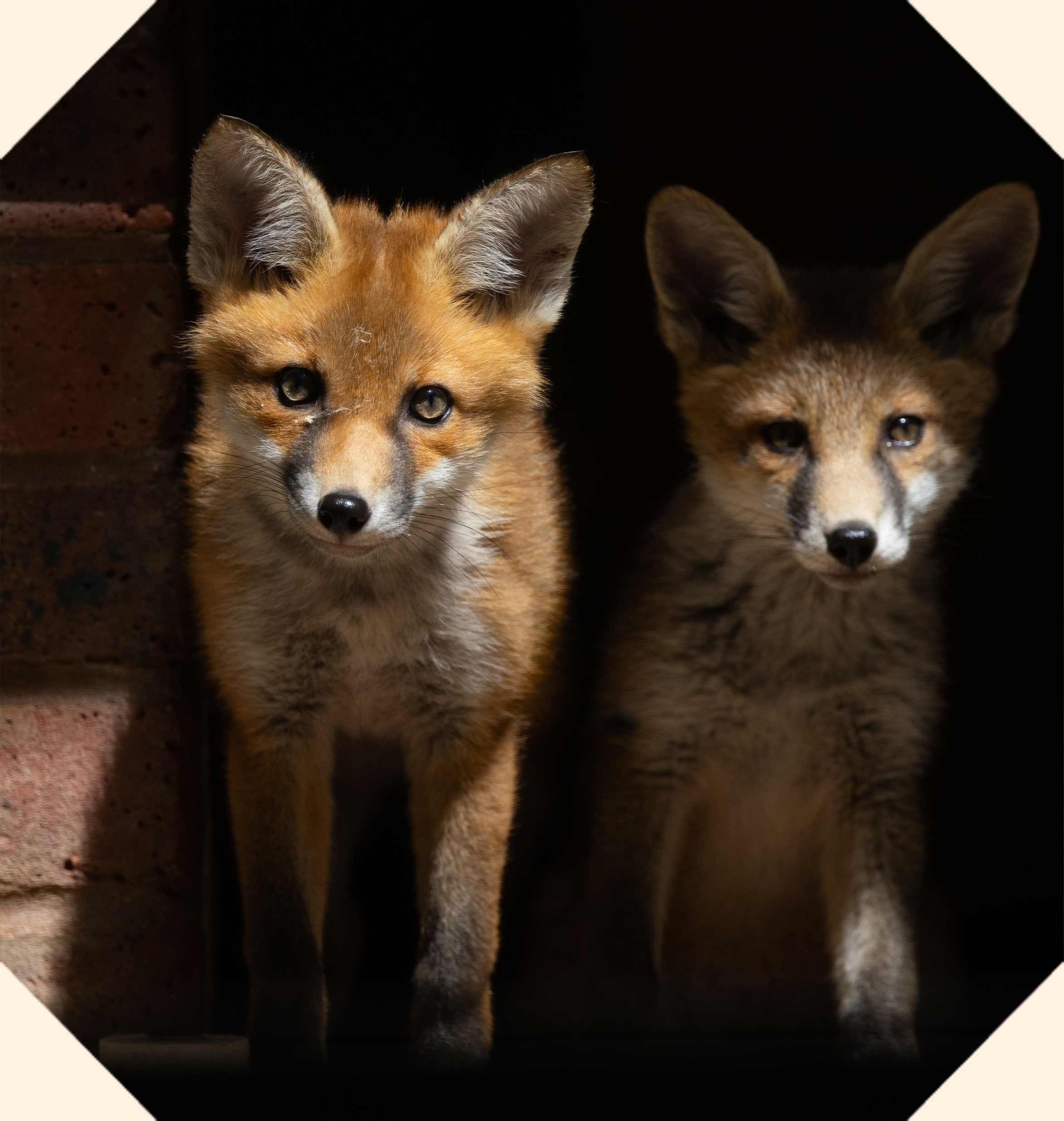 Two fox cubs standing side by side in the entrance to a shelter.