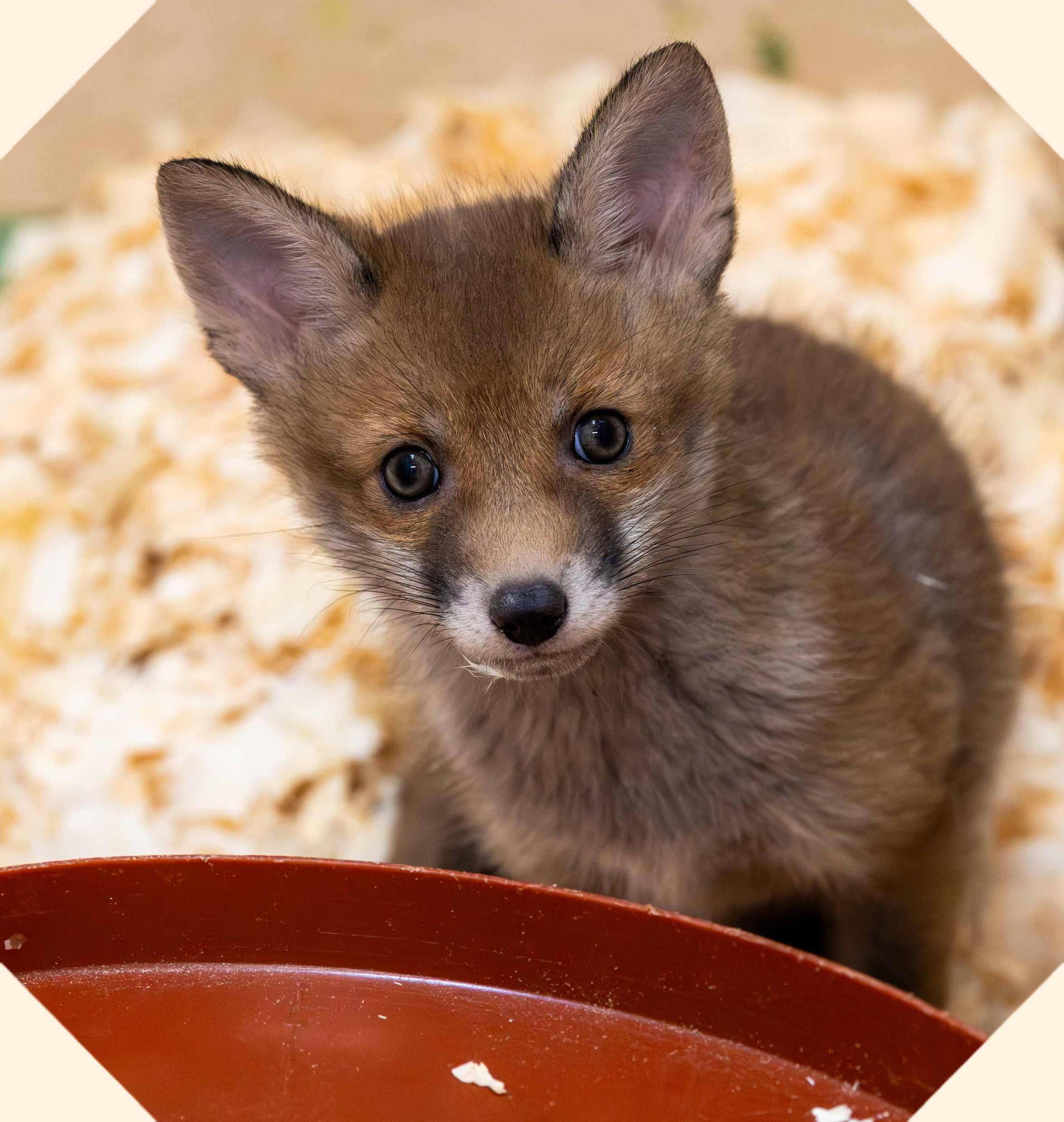Close-up of a young fox cub beside a shallow food dish.