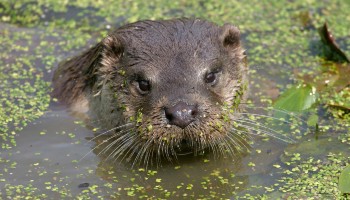 eurasian otter resting in water with duckweed © RSPCA