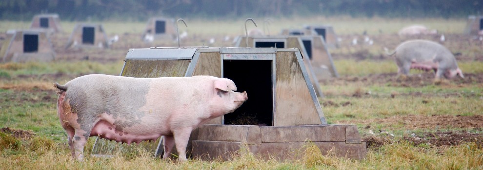 adult sow stood in front of an ark on a freedom food accredited breeding unit © RSPCA