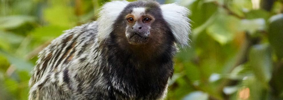 marmoset in monkey world enclosure