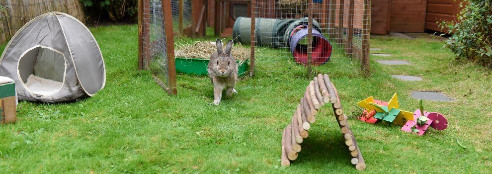 male agouti rabbit in garden with toys © RSPCA