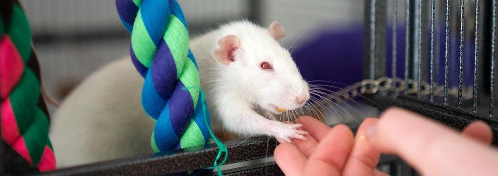 rat eating from human hand in cage