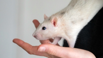 a female domestic top-eared rat held by a human hand © RSPCA