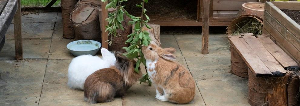 three rabbits eating leaves in enrichment shelter © RSPCA