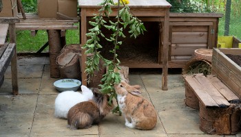 three rabbits eating leaves in enrichment shelter © RSPCA