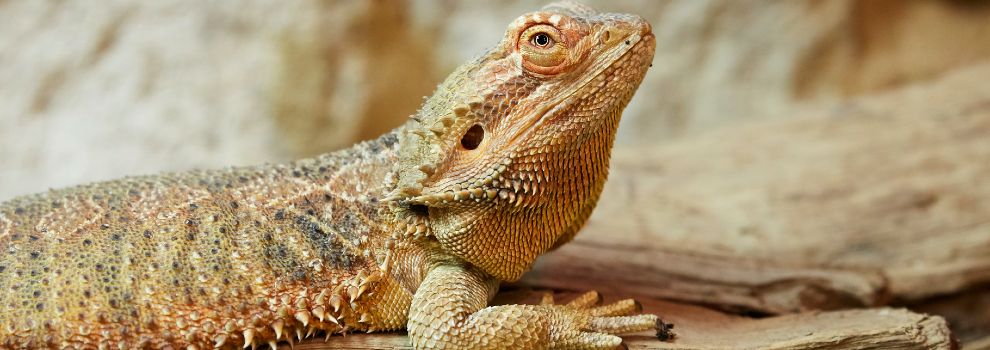 Bearded dragon in a vivarium