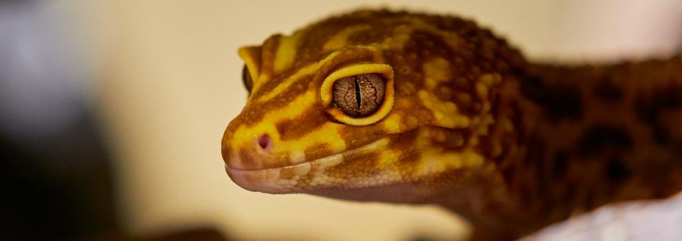 leopard gecko in a vivarium © RSPCA