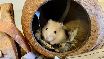 hamster in tunnel