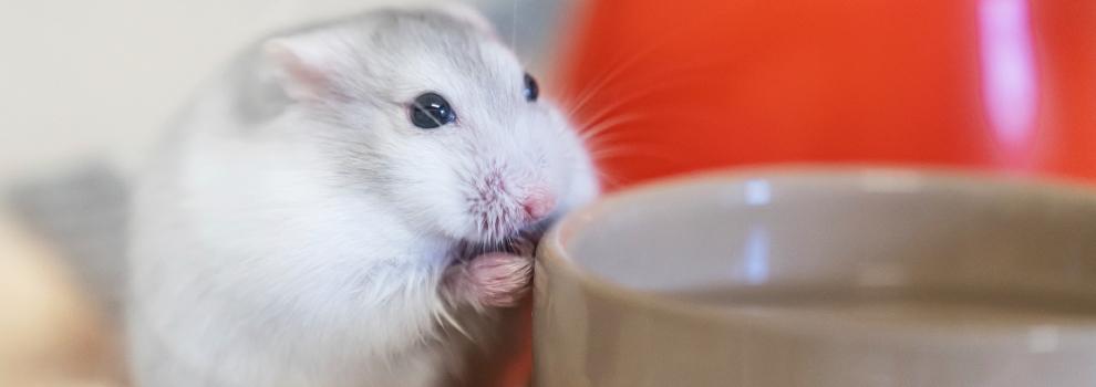 hamster eating with hands by food bowl