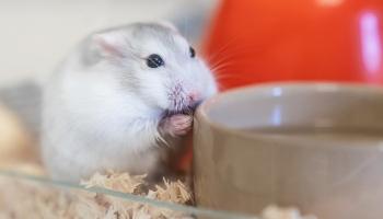 close-up of mouse eating