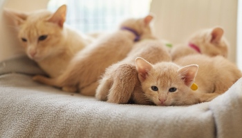 tokinese mother cat with her kittens lying on a chair © RSPCA