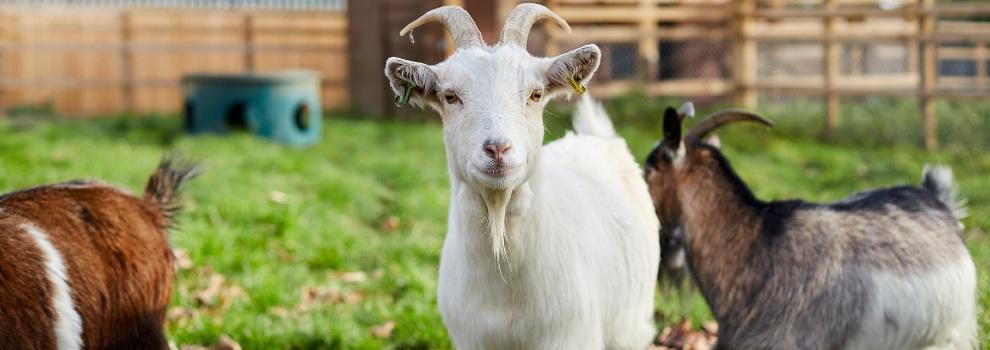 Goat in a field looking towards the camera