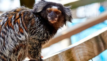 marmoset balanced on perch in animal enclosure © RSPCA