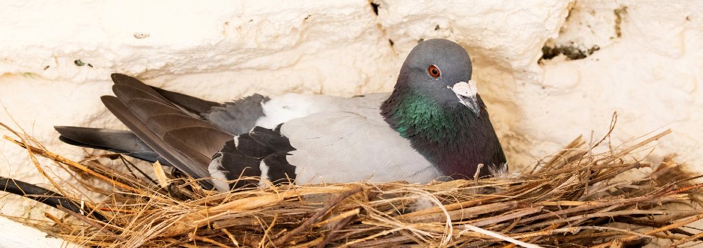 common pigeon sitting in nest on the porch of a house © RSPCA