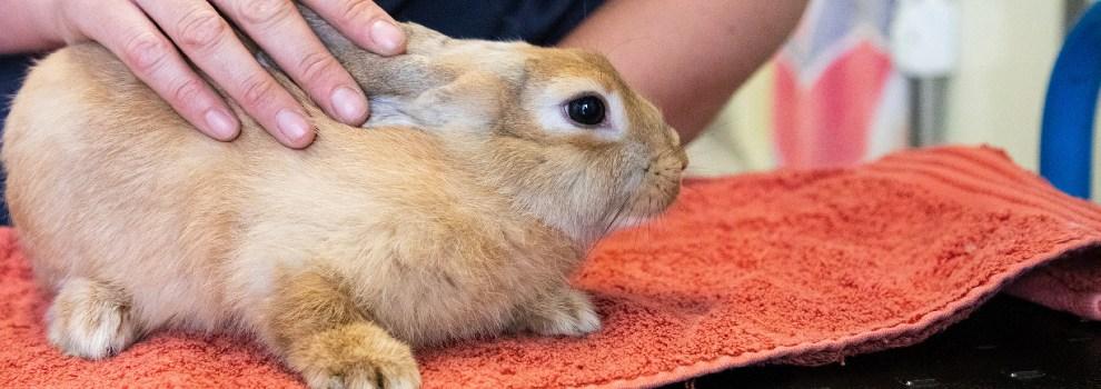 rabbit being given a health check animal care assistant