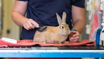 rabbit being groomed with a wire brush © RSPCA