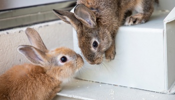 pair of rabbits nose to nose inside indoor accommodation © RSPCA