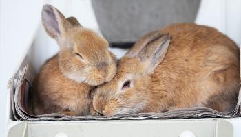 a pair of rabbits nestling together indoors