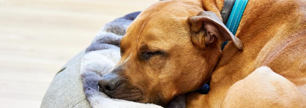 male dog asleep in dog bed © RSPCA