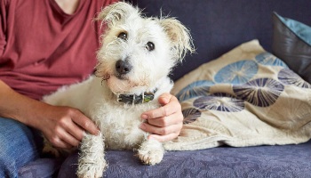 terrier cross dog sitting with owner on sofa © RSPCA
