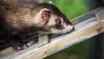ferret playing outside © RSPCA