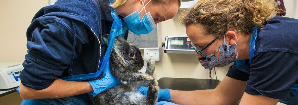 two veterinary surgeons examining adult rabbit © RSPCA