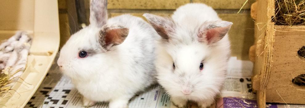 two white domestic rabbits side by side © RSPCA