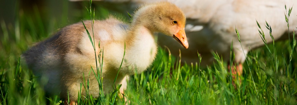 gosling and goose walking in grass © RSPCA