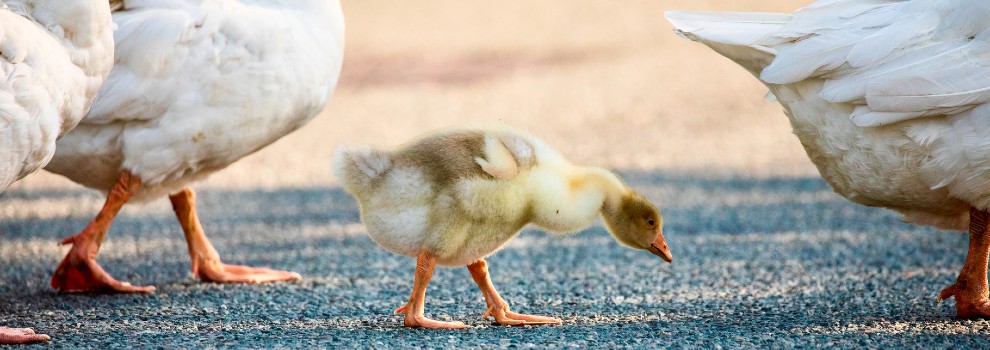 three geese and a gosling walking on road © RSPCA