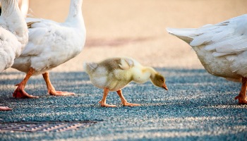 three geese and a gosling walking on road © RSPCA