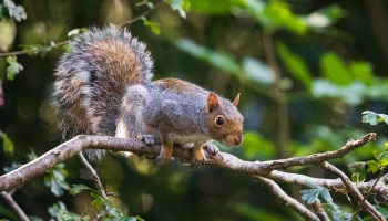 grey squirrel on a branch of a tree © RSPCA