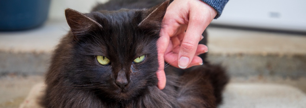 black long haired cat being stroked © RSPCA