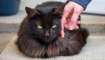 black long haired cat being stroked © RSPCA