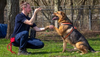 german shepherd taking a treat for a paw outdoors © RSPCA