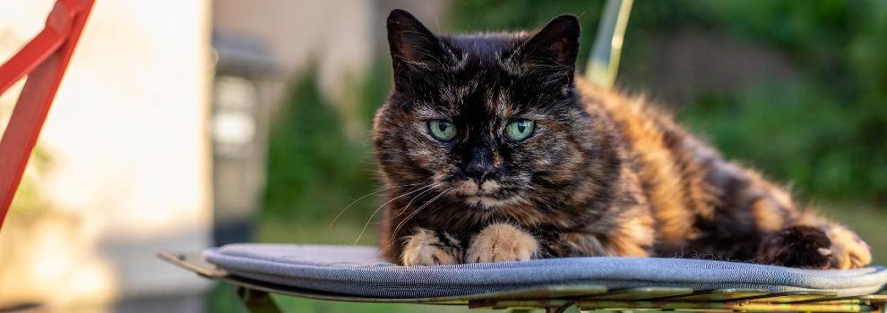 Black and tan cat with green eyes laying on outdoor chair