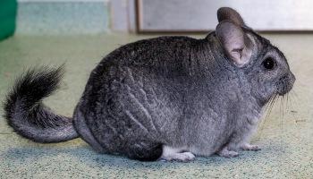chinchilla on floor next to food treats