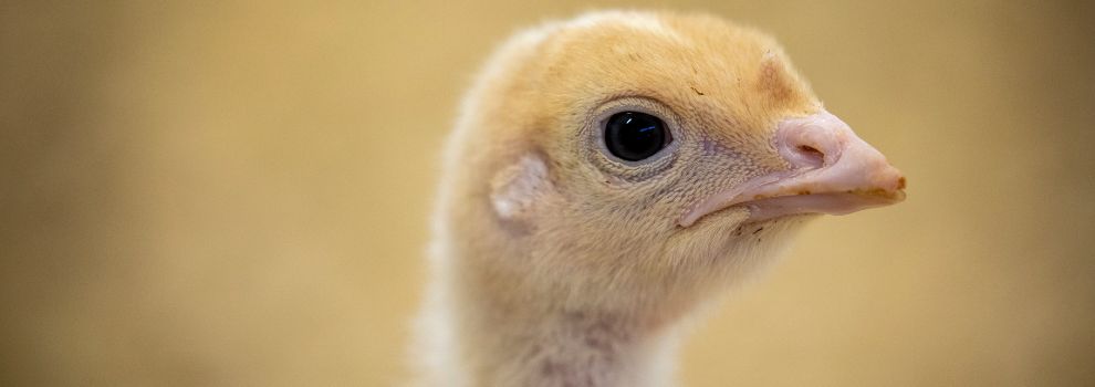 close-up of turkey chick's head
