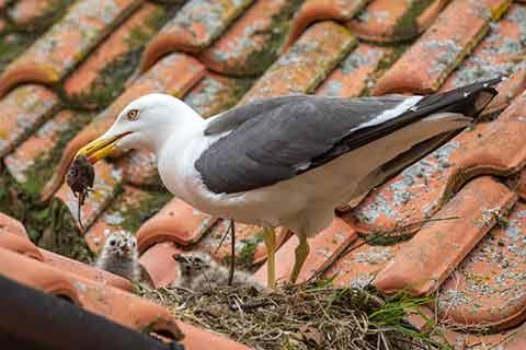 ​ A gull feeding a mouse to its young ​