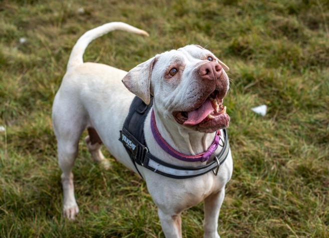 Lost sale bull terrier