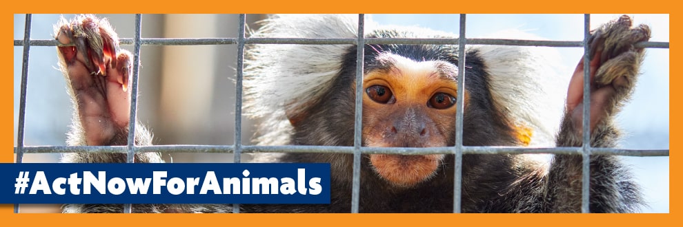 Marmoset primate in cage © RSPCA